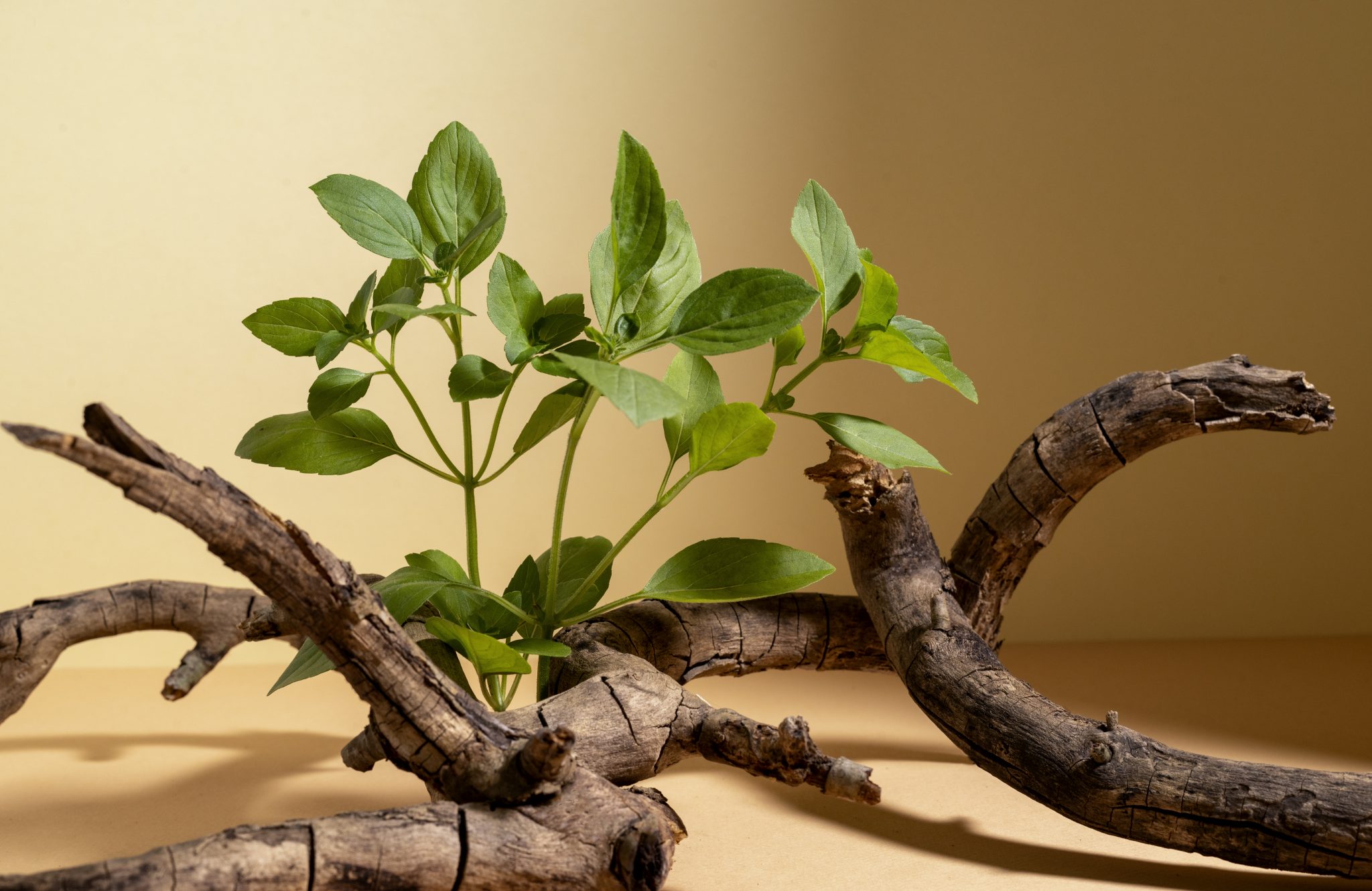 Ashwagandha Nedir?