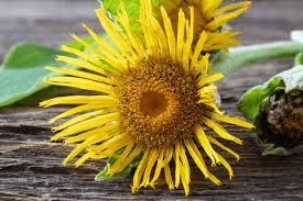 Andız (Elecampane) Sıvı Ekstrakt Resmi
