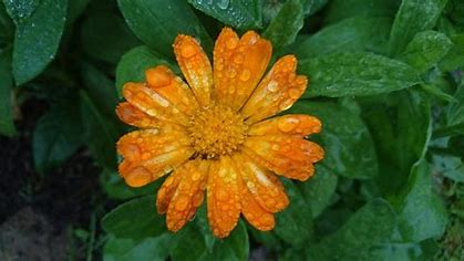 Aynı Sefa Yağı (Calendula) Resmi