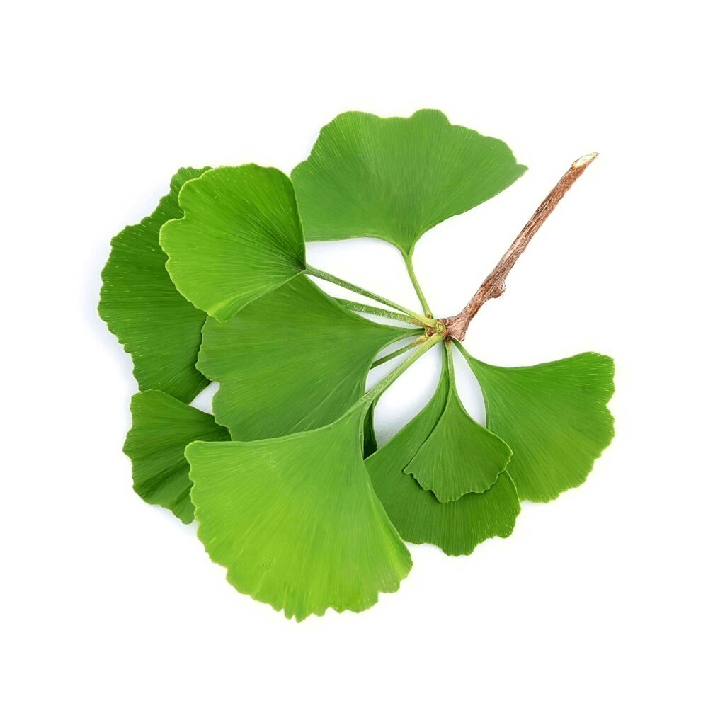 Ginkgo Biloba Resmi