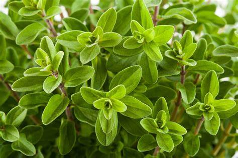 Marjoram Hidrosolü Resmi